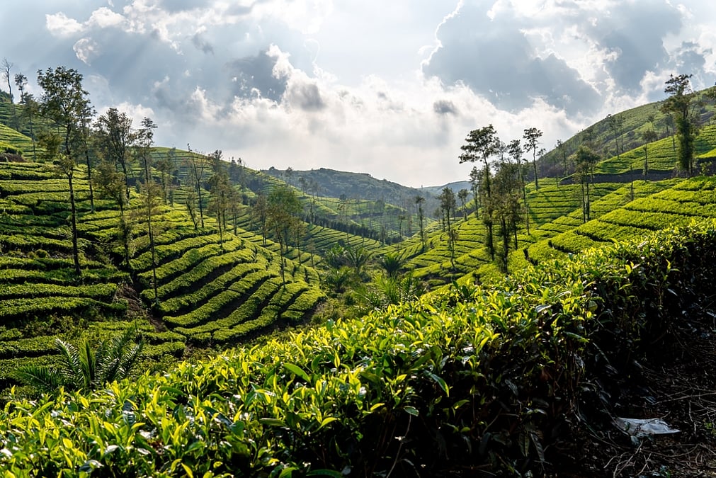 Tea plantation tour Nuwara Eliya vs Ella Sri Lanka